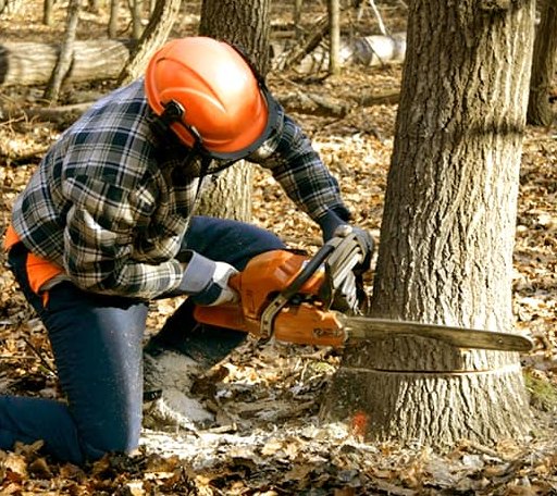 Tree Removal in Saint Albans Bay, VT